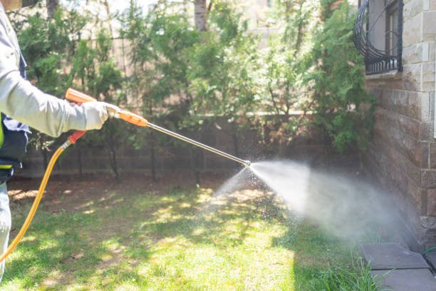 Wasp Removal Services in White Oak, MD