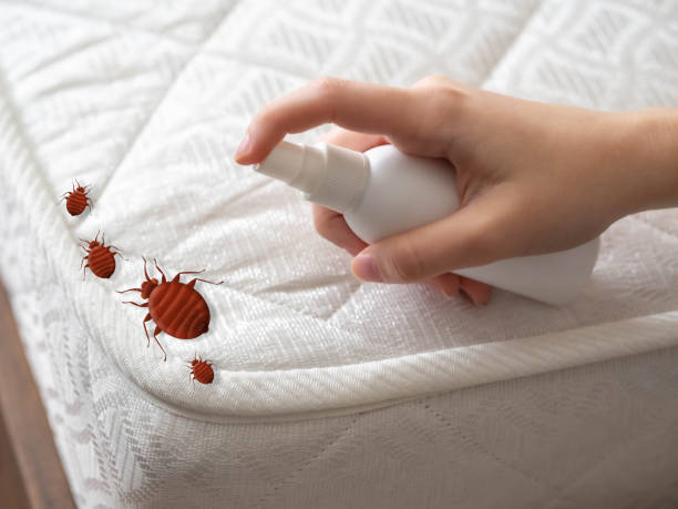 Trusted White Oak, MD Pest Control Experts